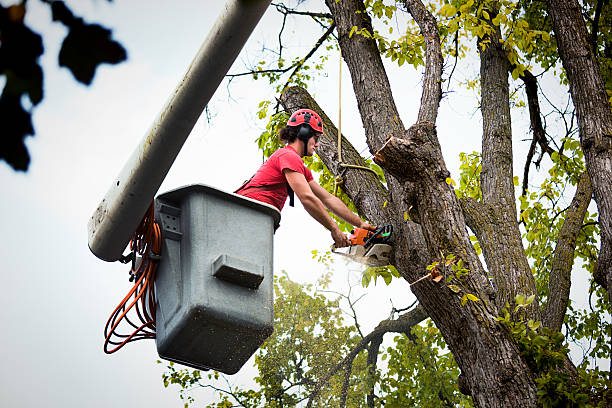 Tree and Shrub Care in Wauconda, IL